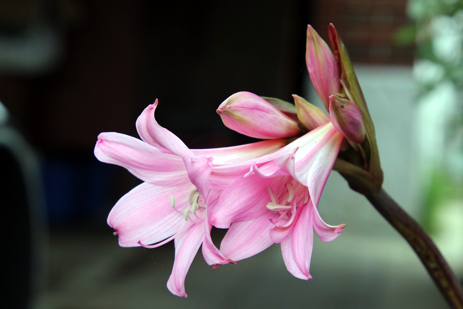 2018 02 14 BruceSt 2394